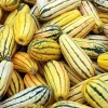 50 Delicata Squash Seeds - Striped Sweet Potato Cucurbita Pepo Vegetable Seeds - Image 1
