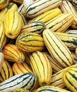 50 Delicata Squash Seeds - Striped Sweet Potato Cucurbita Pepo Vegetable Seeds - Image 1