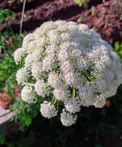 50 Dong Quai Angelica Sinensis Herb White Flower Seeds – Chinese Angelica Seeds - Image 2