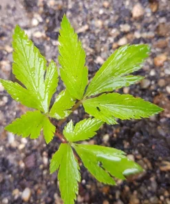 50 Dong Quai Angelica Sinensis Herb White Flower Seeds – Chinese Angelica Seeds - Image 3