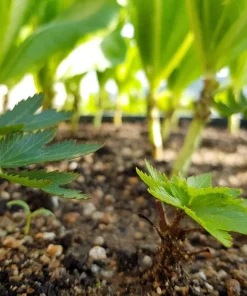 50 Dong Quai Angelica Sinensis Herb White Flower Seeds – Chinese Angelica Seeds - Image 5