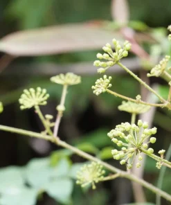 50 Dong Quai Angelica Sinensis Herb White Flower Seeds – Chinese Angelica Seeds - Image 6