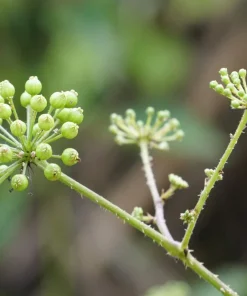 50 Dong Quai Angelica Sinensis Herb White Flower Seeds – Chinese Angelica Seeds - Image 8