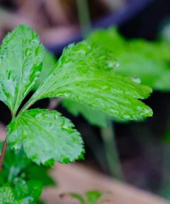 50 Dong Quai Angelica Sinensis Herb White Flower Seeds – Chinese Angelica Seeds - Image 9