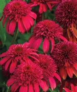 50 Double Cranberry Coneflower Seeds - Echinacea Perennial Flowers Outdoor - Image 2