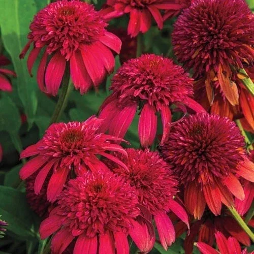 50 Double Cranberry Coneflower Seeds - Echinacea Perennial Flowers Outdoor - Image 2