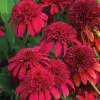 50 Double Cranberry Coneflower Seeds - Echinacea Perennial Flowers Outdoor - Image 1