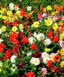 50 Dwarf Dahlia Variabilis Mix Flower Seeds - Double Bicolor Purple Red - Image 2