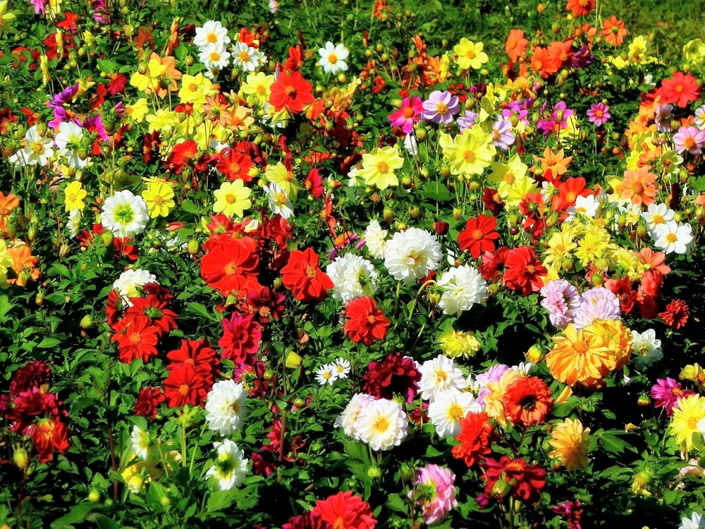 50 Dwarf Dahlia Variabilis Mix Flower Seeds - Double Bicolor Purple Red - Image 2