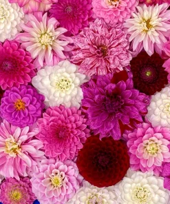 50 Dwarf Dahlia Variabilis Mix Flower Seeds - Double Bicolor Purple Red - Image 3