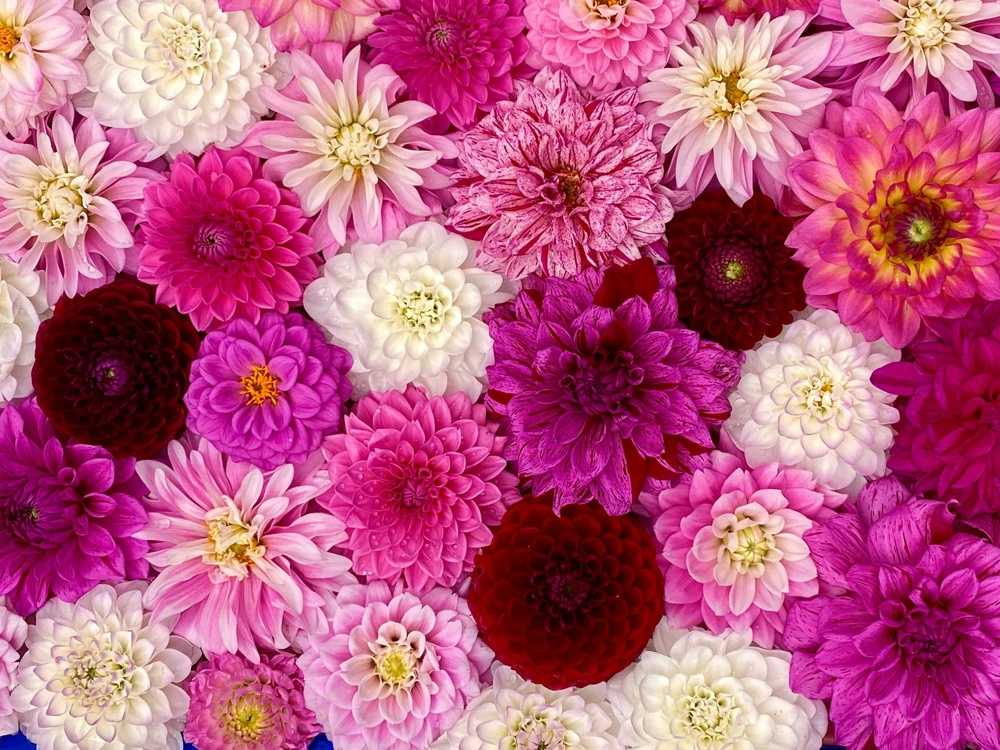 50 Dwarf Dahlia Variabilis Mix Flower Seeds - Double Bicolor Purple Red - Image 3