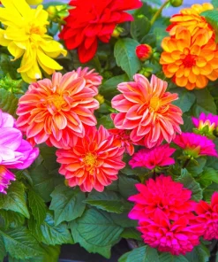 50 Dwarf Dahlia Variabilis Mix Flower Seeds - Double Bicolor Purple Red - Image 4