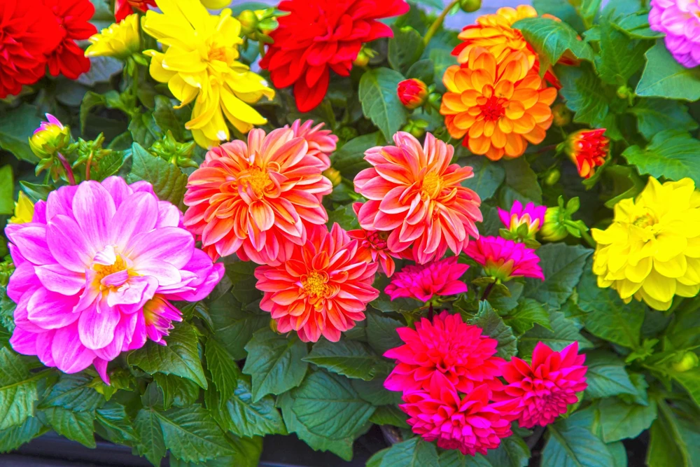 50 Dwarf Dahlia Variabilis Mix Flower Seeds - Double Bicolor Purple Red - Image 4