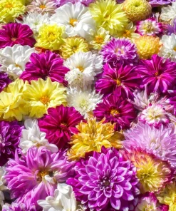 50 Dwarf Dahlia Variabilis Mix Flower Seeds - Double Bicolor Purple Red - Image 5
