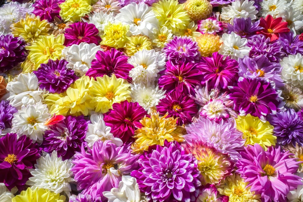 50 Dwarf Dahlia Variabilis Mix Flower Seeds - Double Bicolor Purple Red - Image 5