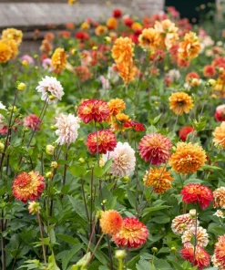 50 Dwarf Dahlia Variabilis Mix Flower Seeds - Double Bicolor Purple Red - Image 6