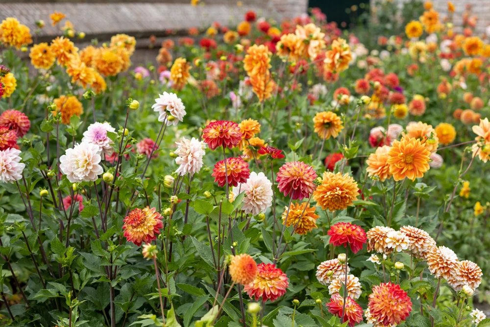 50 Dwarf Dahlia Variabilis Mix Flower Seeds - Double Bicolor Purple Red - Image 6