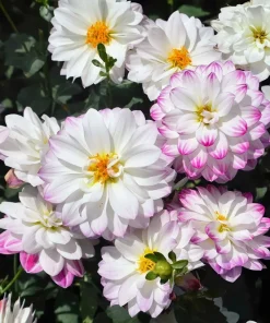 50 Dwarf Dahlia Variabilis Mix Flower Seeds - Double Bicolor Purple Red - Image 7