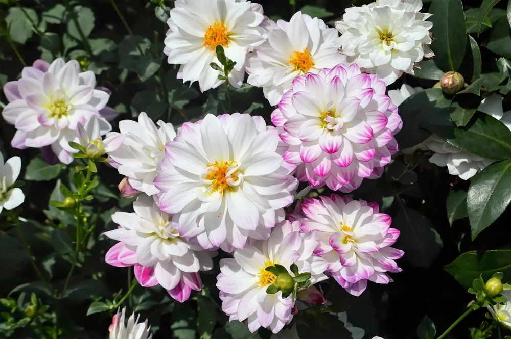 50 Dwarf Dahlia Variabilis Mix Flower Seeds - Double Bicolor Purple Red - Image 7