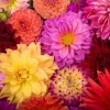 50 Dwarf Dahlia Variabilis Mix Flower Seeds - Double Bicolor Purple Red - Image 1