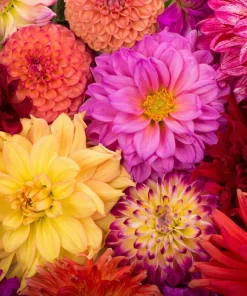 50 Dwarf Dahlia Variabilis Mix Flower Seeds - Double Bicolor Purple Red - Image 1