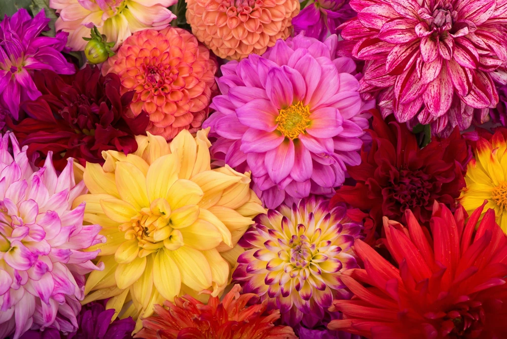 50 Dwarf Dahlia Variabilis Mix Flower Seeds - Double Bicolor Purple Red - Image 1