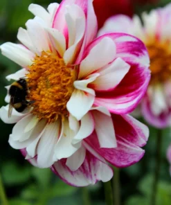 50 Early Bird Dahlia Mixed Colors Flower Seeds - Easy to Grow Vibrant Blooms - Image 10