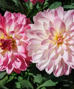 50 Early Bird Dahlia Mixed Colors Flower Seeds - Easy to Grow Vibrant Blooms - Image 11