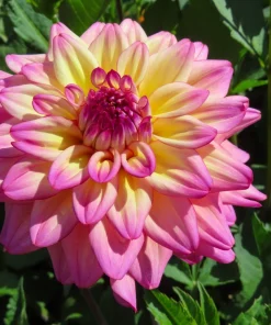 50 Early Bird Dahlia Mixed Colors Flower Seeds - Easy to Grow Vibrant Blooms - Image 12