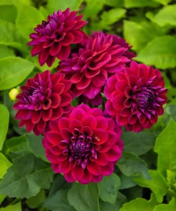 50 Early Bird Dahlia Mixed Colors Flower Seeds - Easy to Grow Vibrant Blooms - Image 13