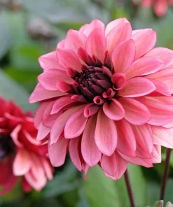 50 Early Bird Dahlia Mixed Colors Flower Seeds - Easy to Grow Vibrant Blooms - Image 14