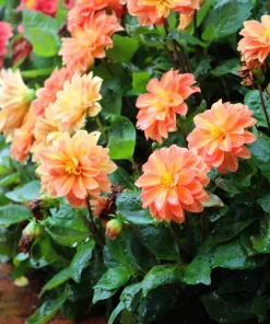 50 Early Bird Dahlia Mixed Colors Flower Seeds - Easy to Grow Vibrant Blooms - Image 15