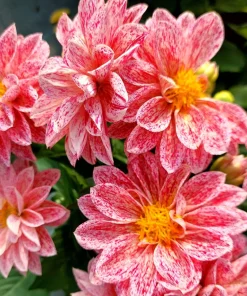 50 Early Bird Dahlia Mixed Colors Flower Seeds - Easy to Grow Vibrant Blooms - Image 16