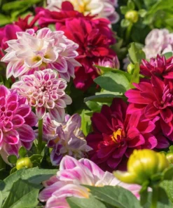 50 Early Bird Dahlia Mixed Colors Flower Seeds - Easy to Grow Vibrant Blooms - Image 2