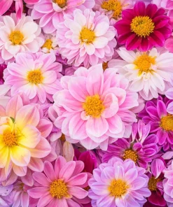 50 Early Bird Dahlia Mixed Colors Flower Seeds - Easy to Grow Vibrant Blooms - Image 3