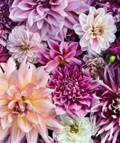 50 Early Bird Dahlia Mixed Colors Flower Seeds - Easy to Grow Vibrant Blooms - Image 4