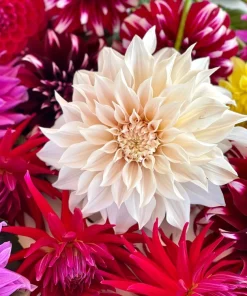 50 Early Bird Dahlia Mixed Colors Flower Seeds - Easy to Grow Vibrant Blooms - Image 5
