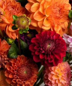 50 Early Bird Dahlia Mixed Colors Flower Seeds - Easy to Grow Vibrant Blooms - Image 6