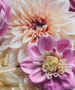 50 Early Bird Dahlia Mixed Colors Flower Seeds - Easy to Grow Vibrant Blooms - Image 7