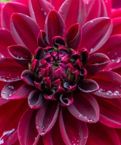 50 Early Bird Dahlia Mixed Colors Flower Seeds - Easy to Grow Vibrant Blooms - Image 8