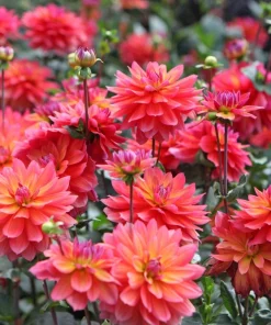 50 Early Bird Dahlia Mixed Colors Flower Seeds - Easy to Grow Vibrant Blooms - Image 9