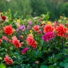 50 Early Bird Dahlia Mixed Colors Flower Seeds - Easy to Grow Vibrant Blooms - Image 1
