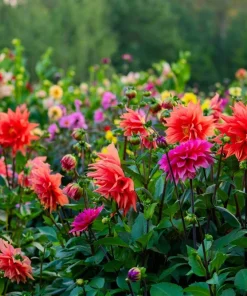 50 Early Bird Dahlia Mixed Colors Flower Seeds - Easy to Grow Vibrant Blooms - Image 1