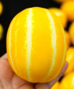 50 Early Silver Line Melon Seeds - Yellow Striped White Flesh Korean Fruit - Image 2