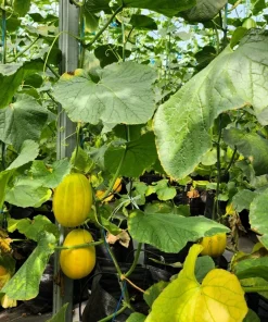 50 Early Silver Line Melon Seeds - Yellow Striped White Flesh Korean Fruit - Image 7