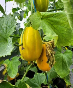 50 Early Silver Line Melon Seeds - Yellow Striped White Flesh Korean Fruit - Image 8