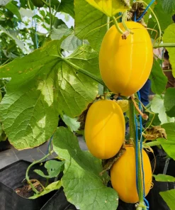 50 Early Silver Line Melon Seeds - Yellow Striped White Flesh Korean Fruit - Image 9