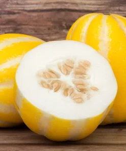 50 Early Silver Line Melon Seeds - Yellow Striped White Flesh Korean Fruit - Image 1
