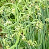 50 Egyptian Walking Onion Top Sets - Perennial Multiplier Tree Onion Bulbs - Image 1