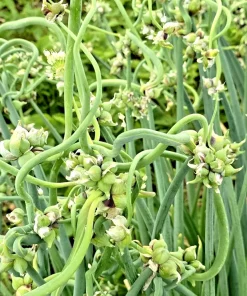 50 Egyptian Walking Onion Top Sets - Perennial Multiplier Tree Onion Bulbs - Image 1